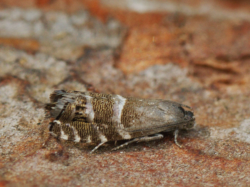 Image of Obscure Silver-Striped Piercer