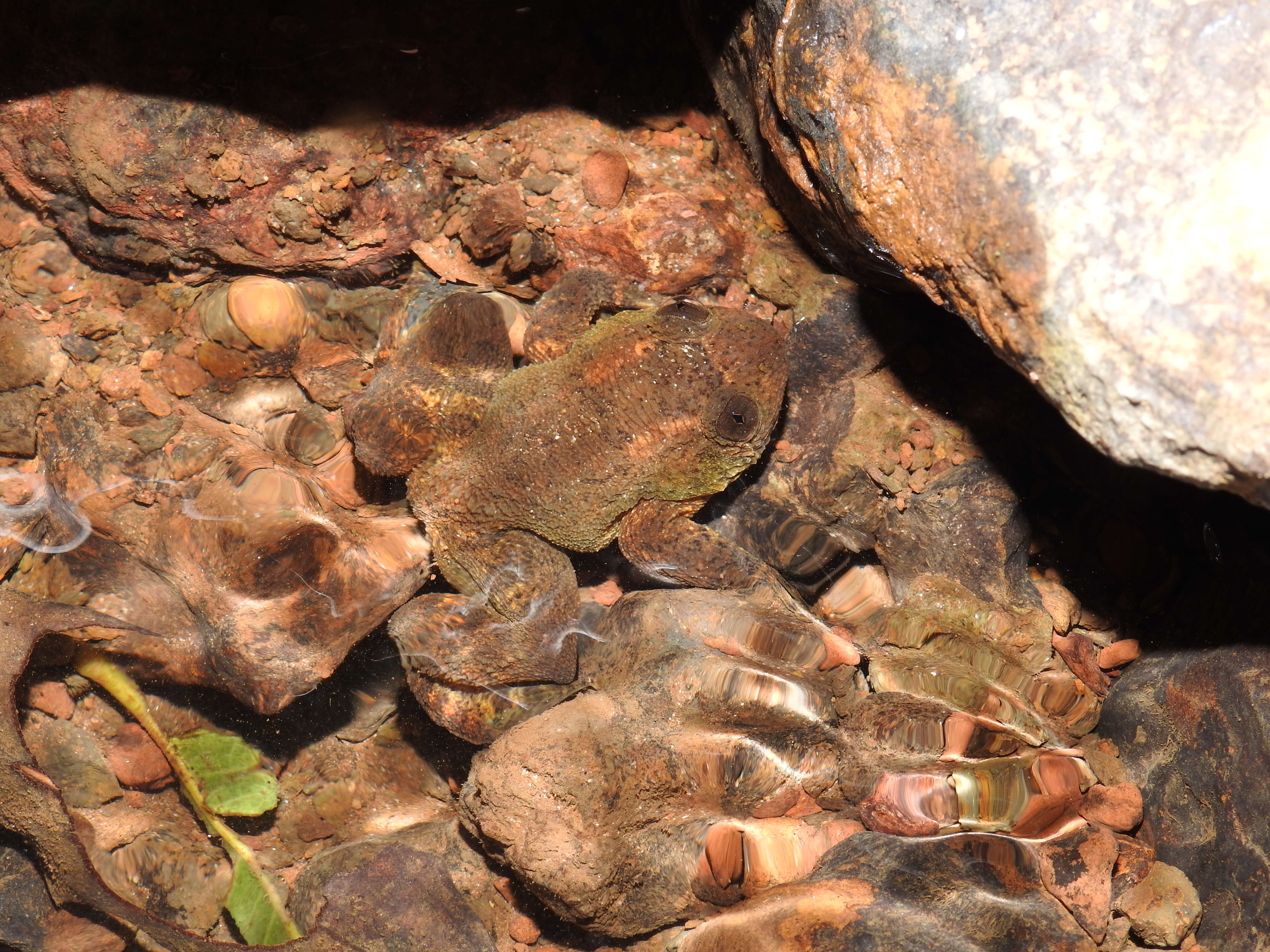 Image of Castle Rock Wrinkled Frog