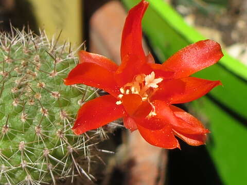 Imagem de Rebutia pulvinosa F. Ritter & Buining