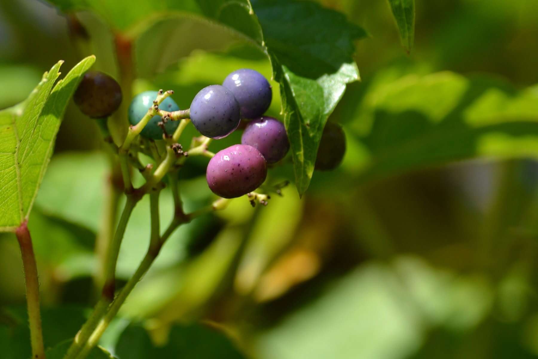 Image of Ampelopsis heterophylla var. vestita Rehd.