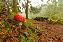 Image of Fly agaric