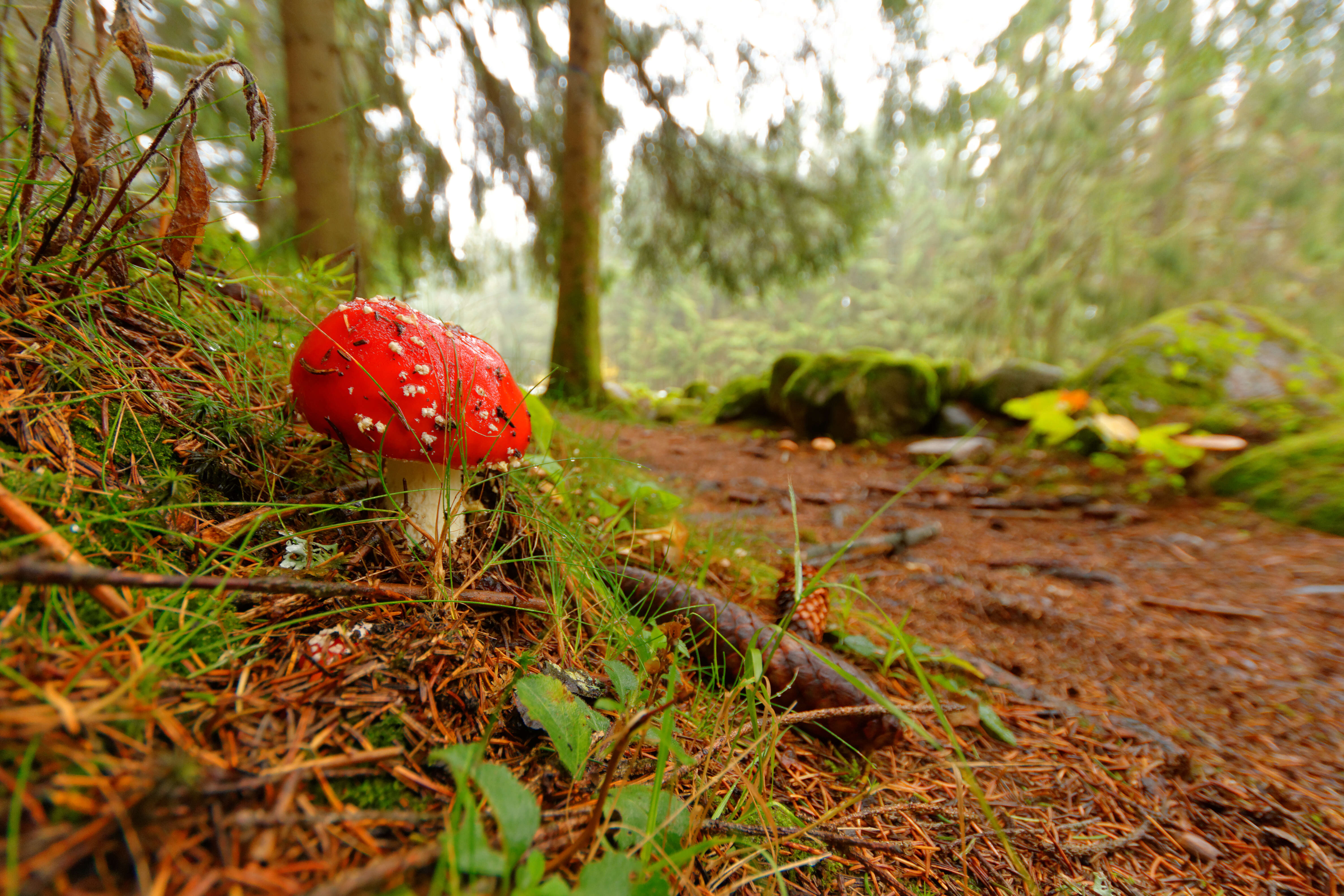 Image of Fly agaric