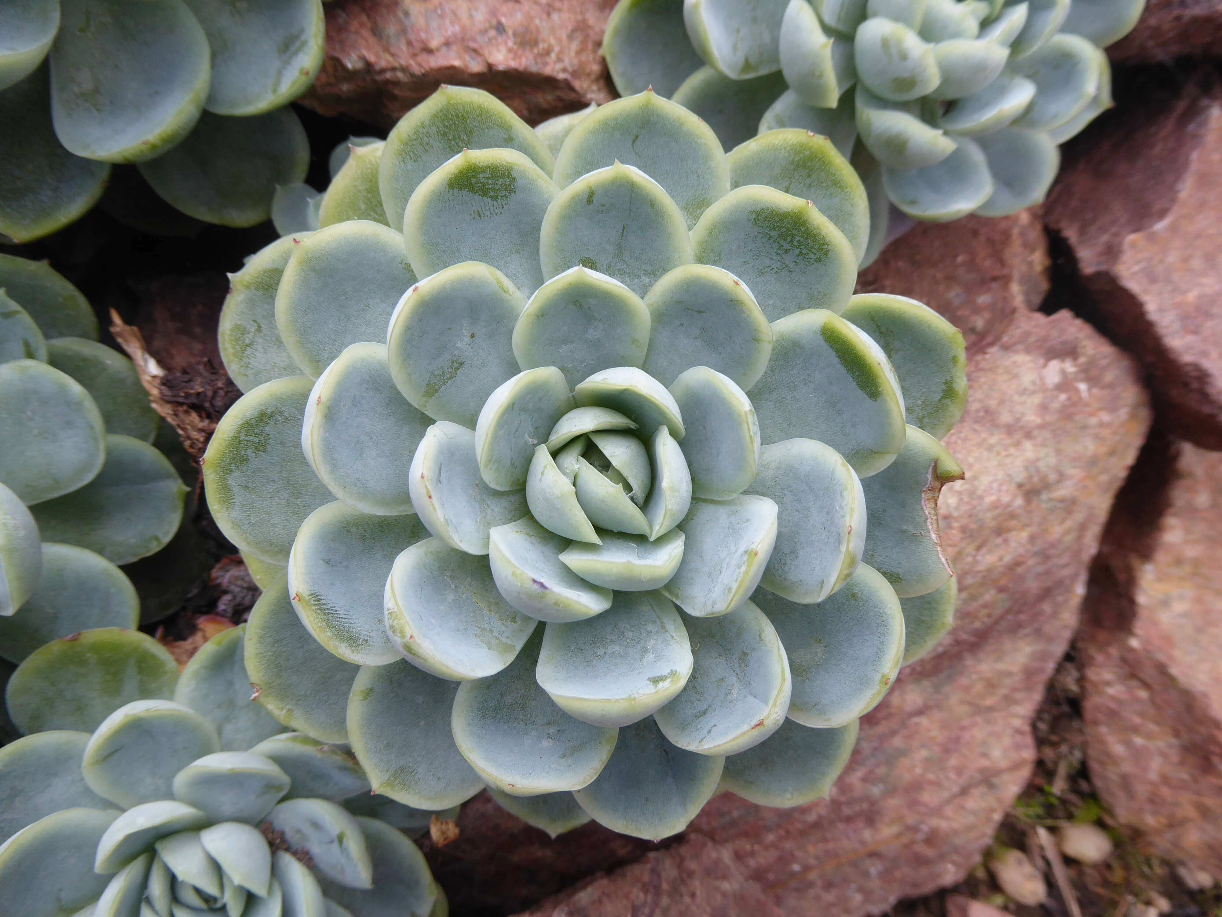 Image of Echeveria elegans Rose