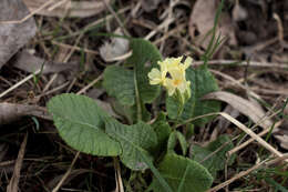 Image of Primrose