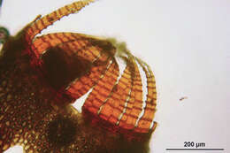 Image of dicranella moss