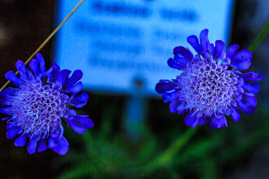 Image of glossy scabious