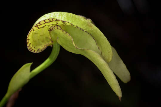 Imagem de Bulbophyllum arfakianum Kraenzl.