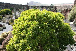 Image of Indian spurgetree