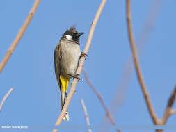 Image of Himalayan Bulbul