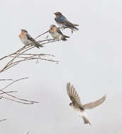 Imagem de Hirundo neoxena Gould 1842