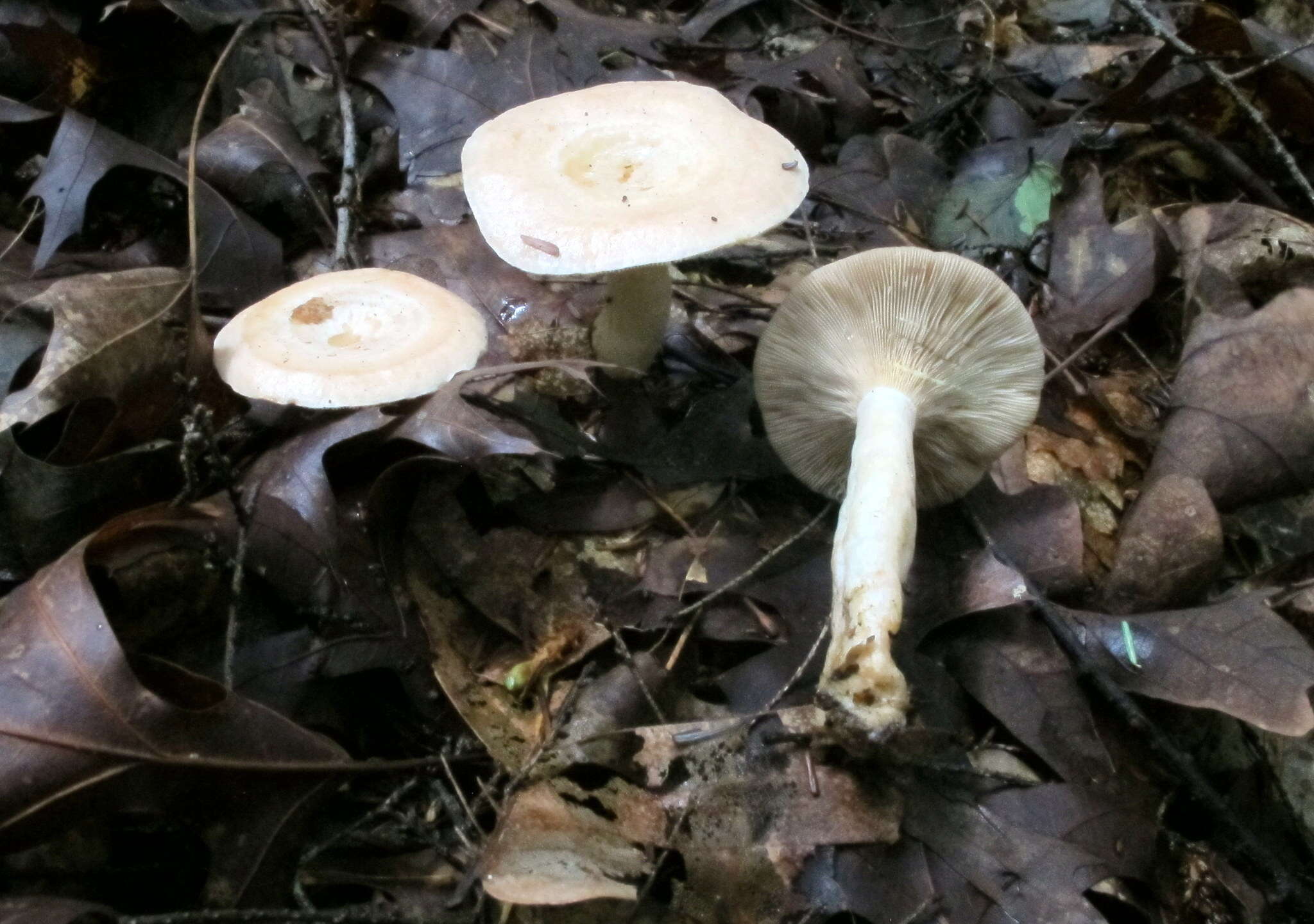 Image of Lactarius chrysorrheus Fr. 1838