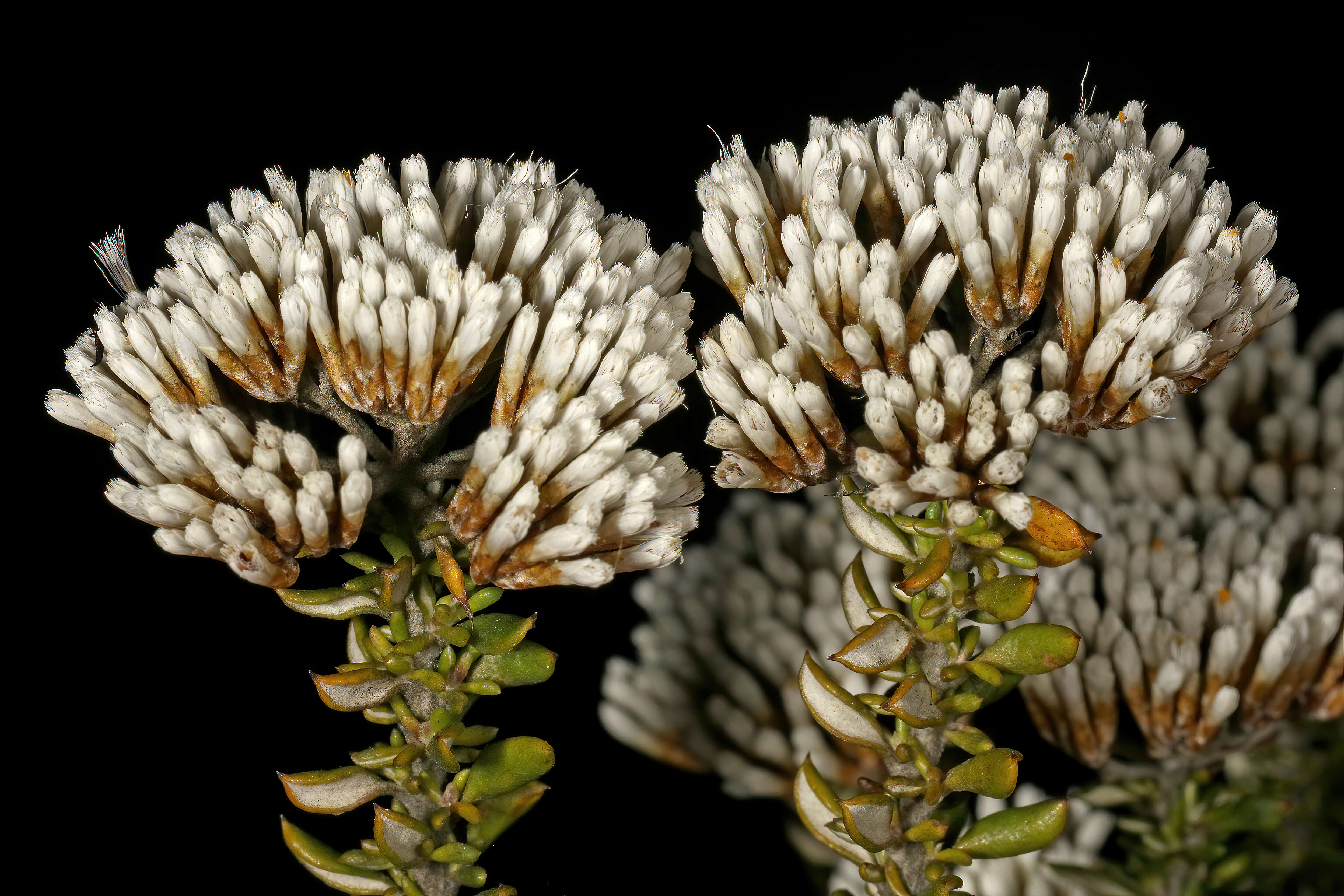 Image of Strandveld Blombush