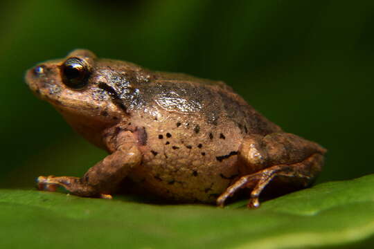 Image of Pristimantis scopaeus (Lynch, Ruiz-Carranza & Ardila-Robayo 1996)