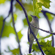 Image of Blackcap