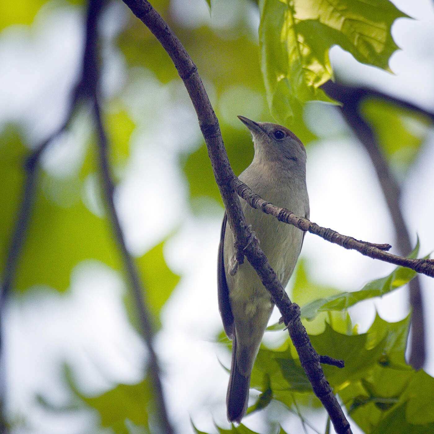 Image of Blackcap