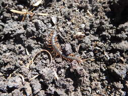 Image of Mediterranean Banded Centipede