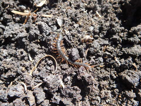 Image of Scolopendra cingulata Latreille 1829