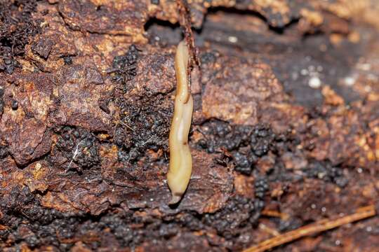 Image of Bipalium vagum Jones & Sterrer 2005