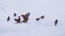 Image of Two-barred Crossbill