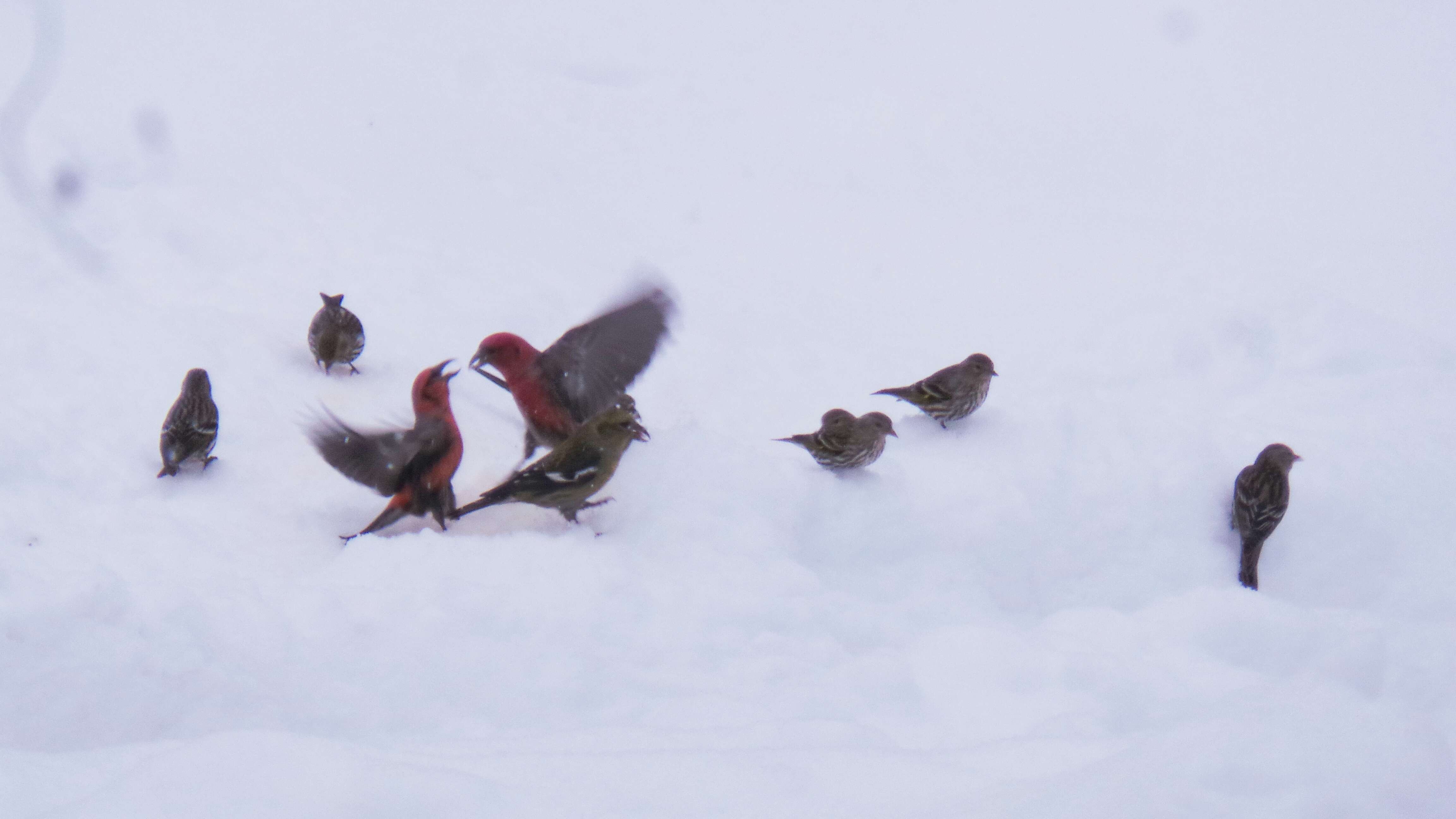 Image of Two-barred Crossbill