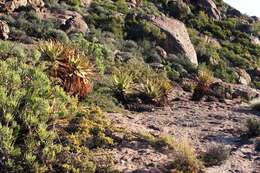 Image of Namaqua Aloe