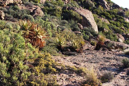 Image of Namaqua Aloe