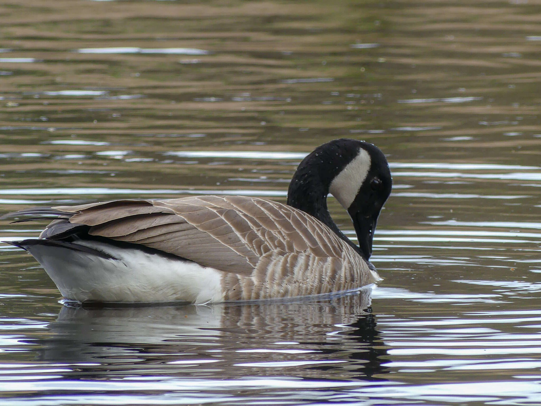 Image of Hawaiian goose