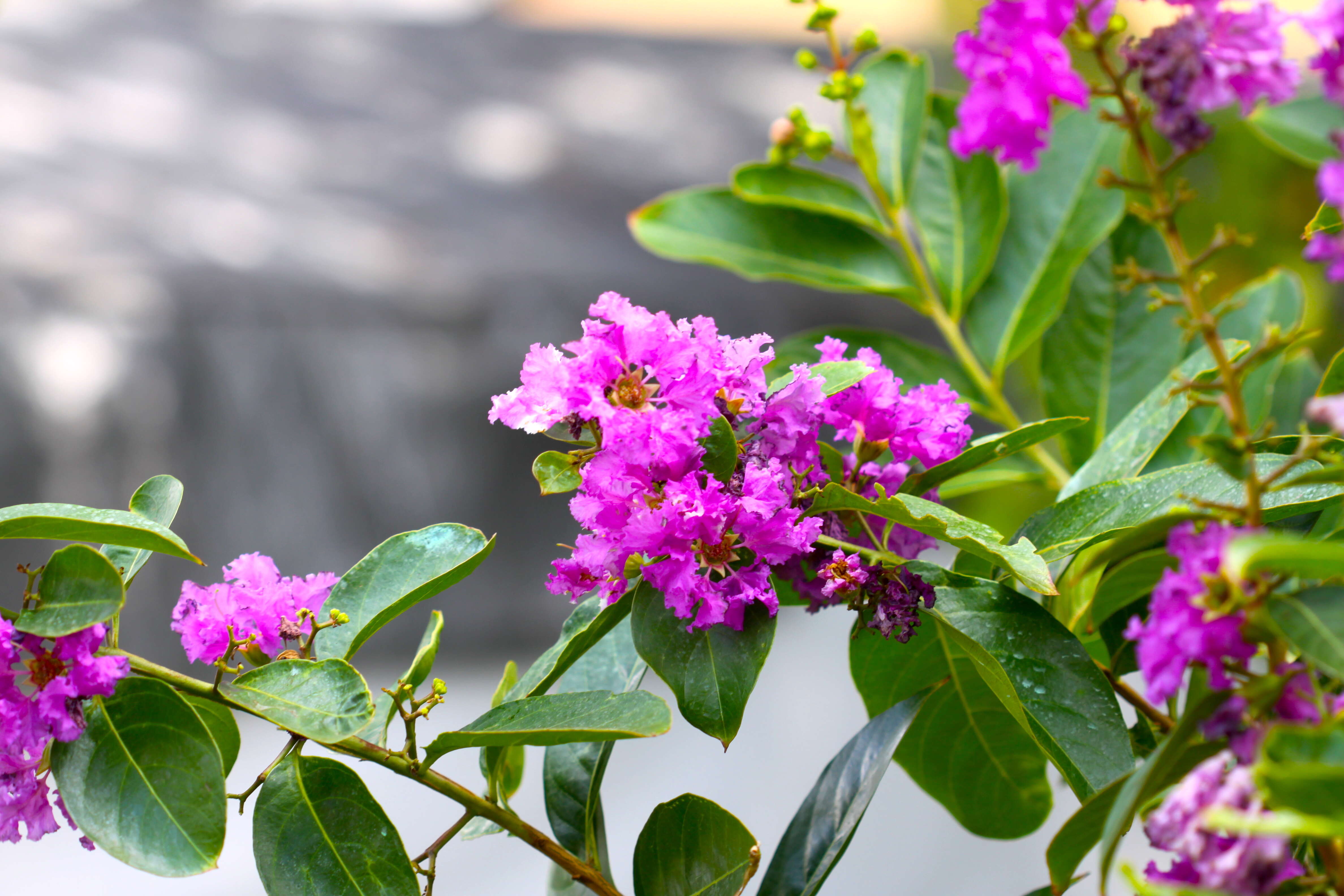 Image of lagerstroemia