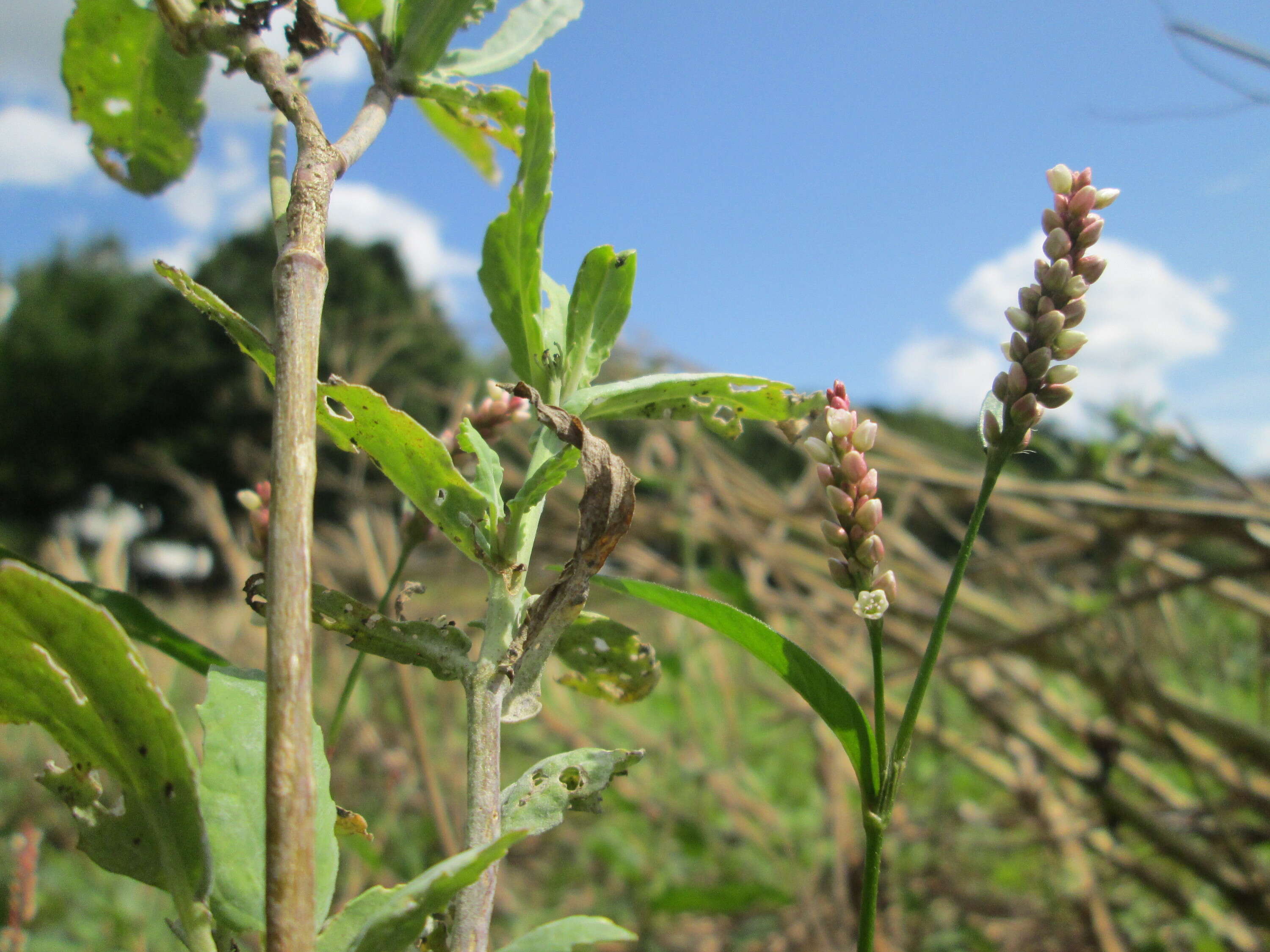 Image of Dock-Leaf Smartweed