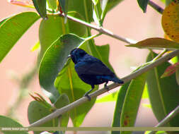 Image of Purple Sunbird