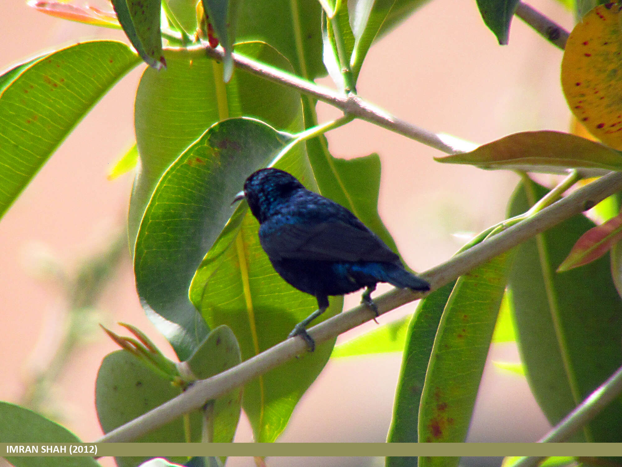 Image of Purple Sunbird