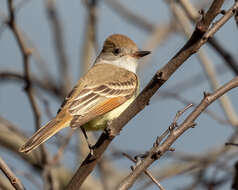 Image of Ash-throated Flycatcher