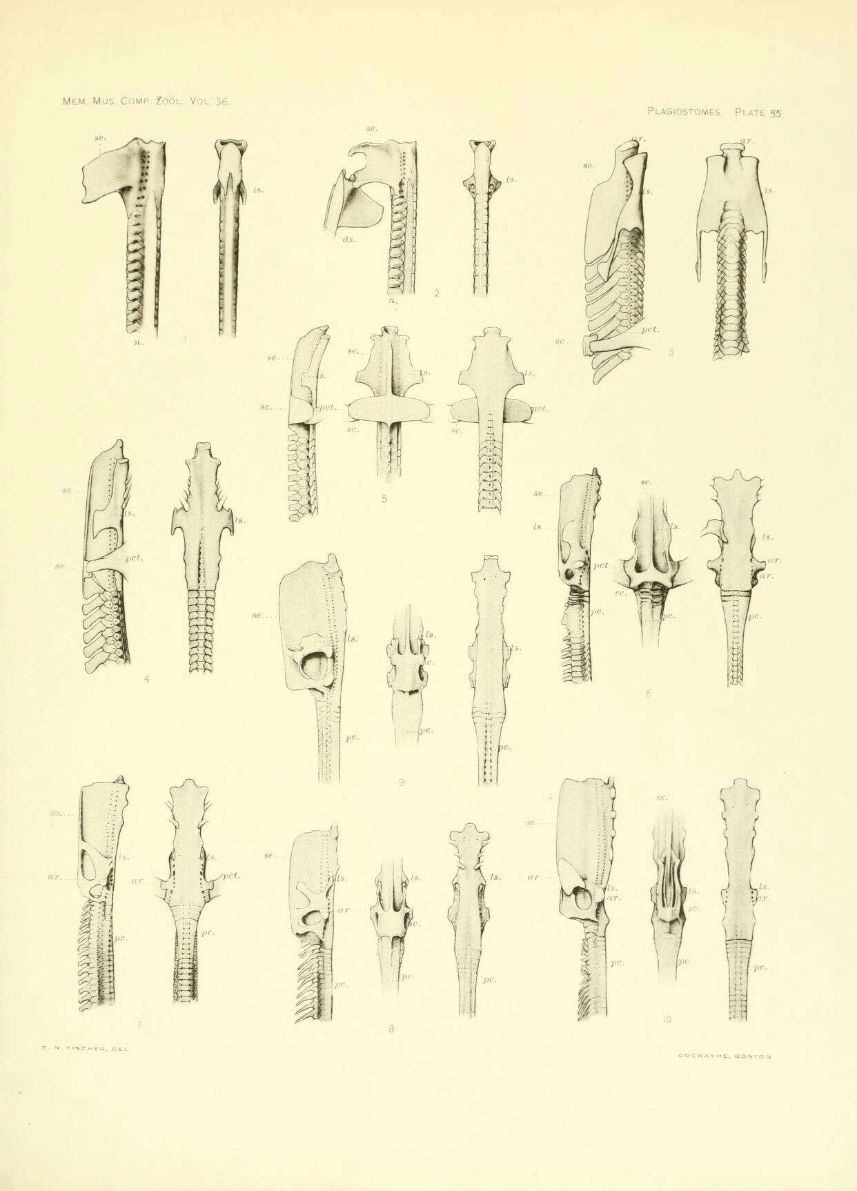 Слика од Rhinoptera