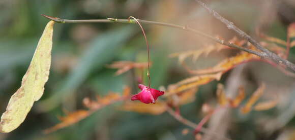 Image of Siberian Spindle