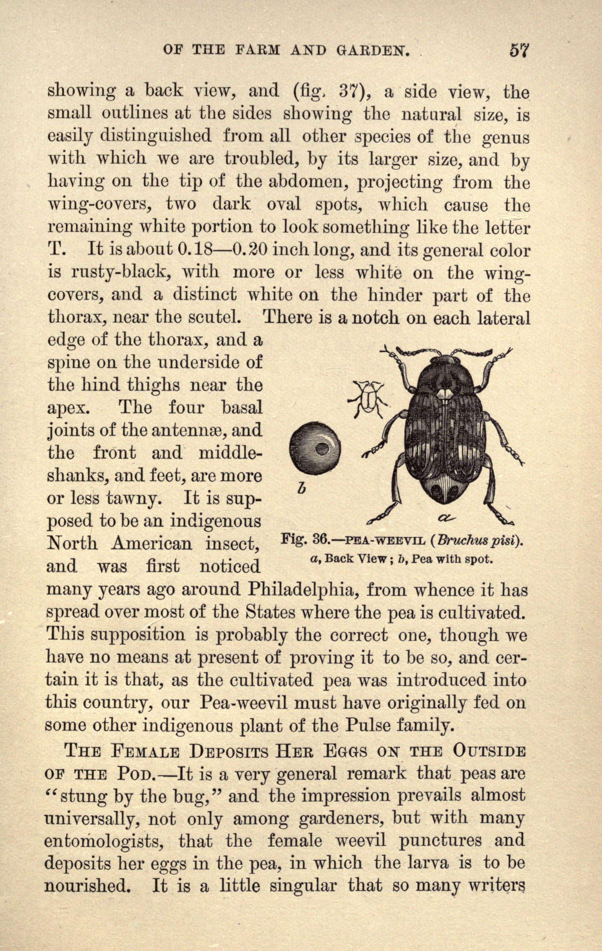 Image of Pea weevil