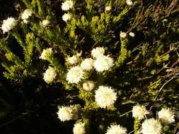 Image of Leucadendron sorocephalodes Phillips & Hutchinson