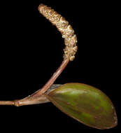 Image of Potamogeton tepperi A. Benn.