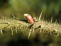 Image of Rosa prattii Hemsl.