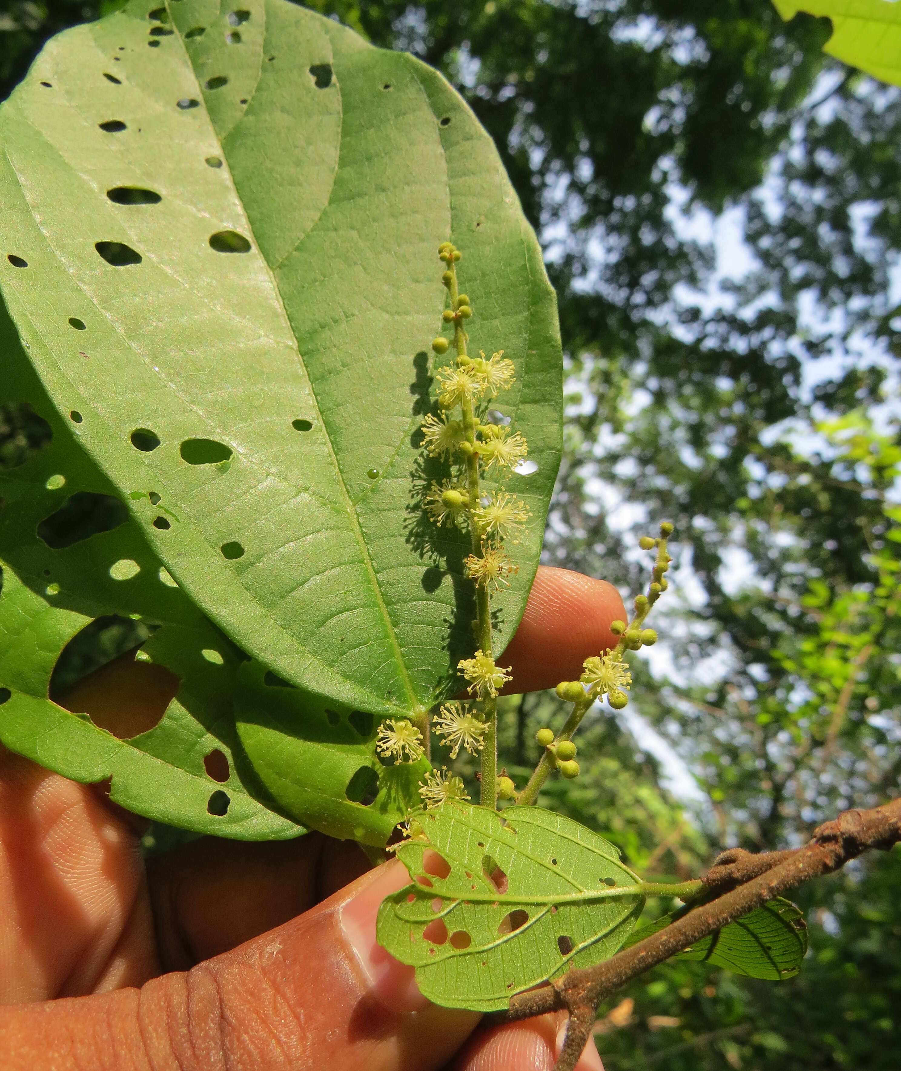 Image of Mallotus rhamnifolius (Willd.) Müll. Arg.