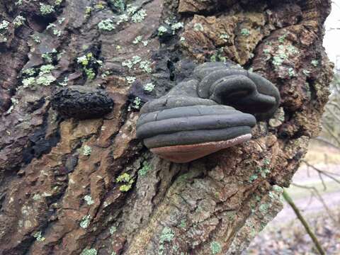 Image of Phellinus igniarius (L.) Quél. 1886