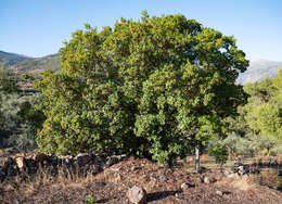 Image of strawberry tree