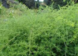 Image of Spiny Asparagus