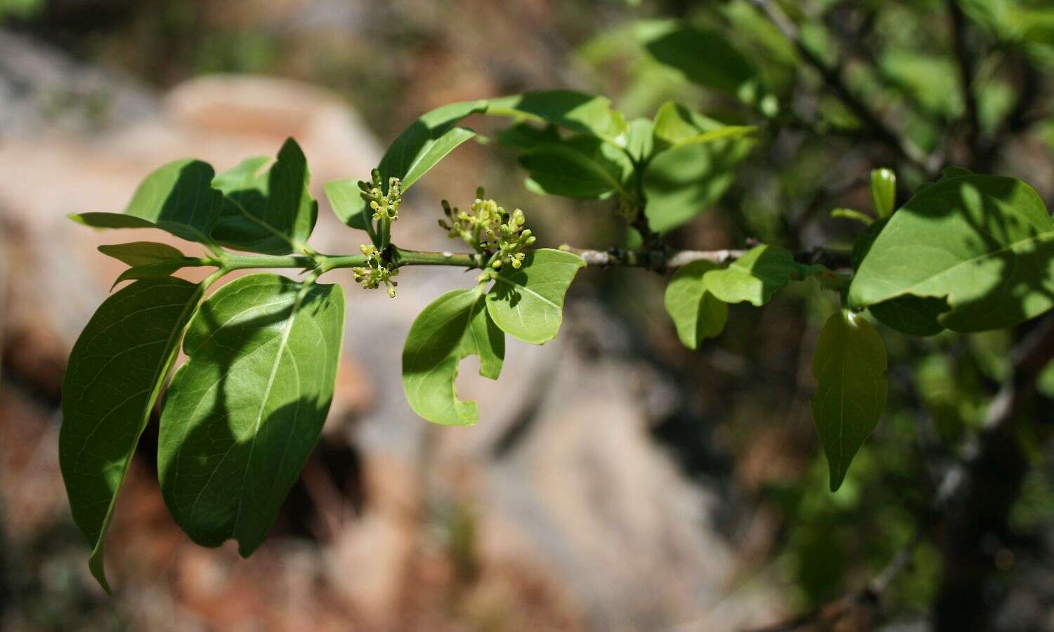 Image of Green-twigs quar