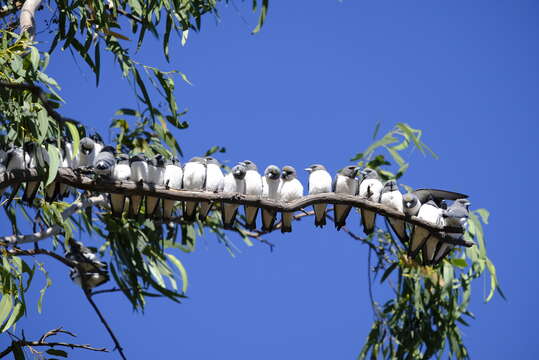 Image of White-breasted Woodswallow