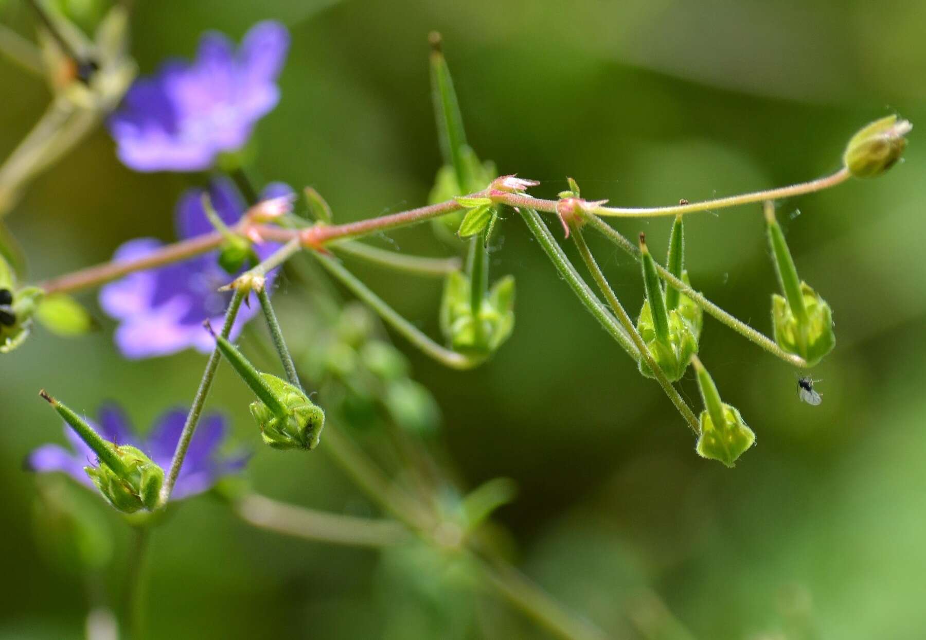 Image of hedgerow geranium