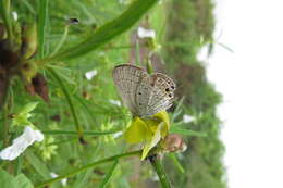 Image of Euchrysops cnejus (Fabricius 1798)