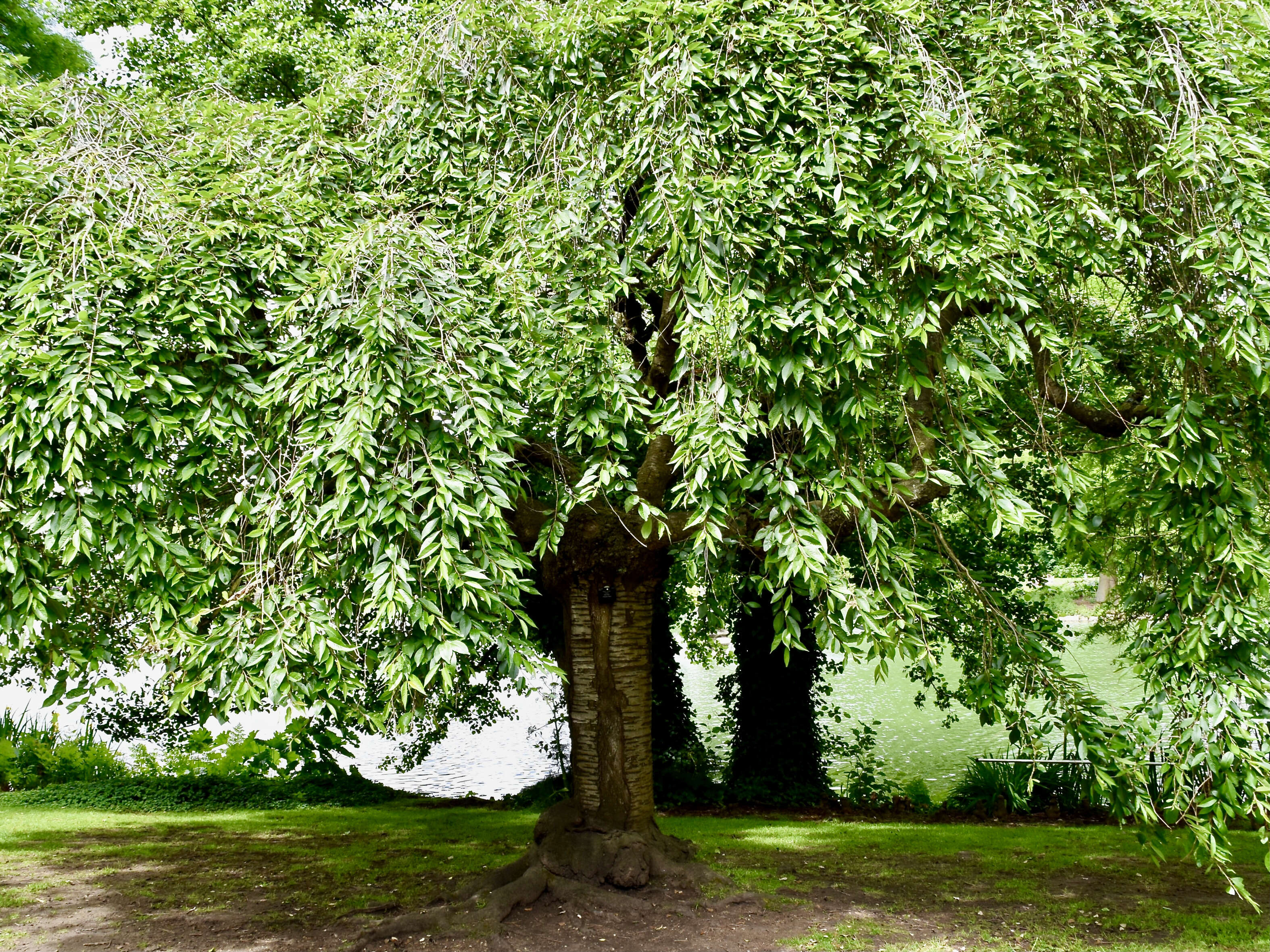 Plancia ëd Prunus subhirtella Miq.