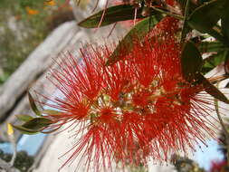 صورة Callistemon citrinus (Curtis) Skeels