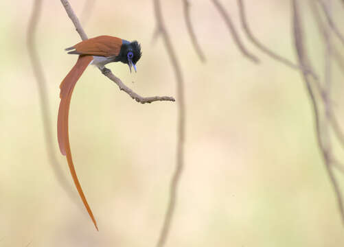 Image of African Paradise Flycatcher