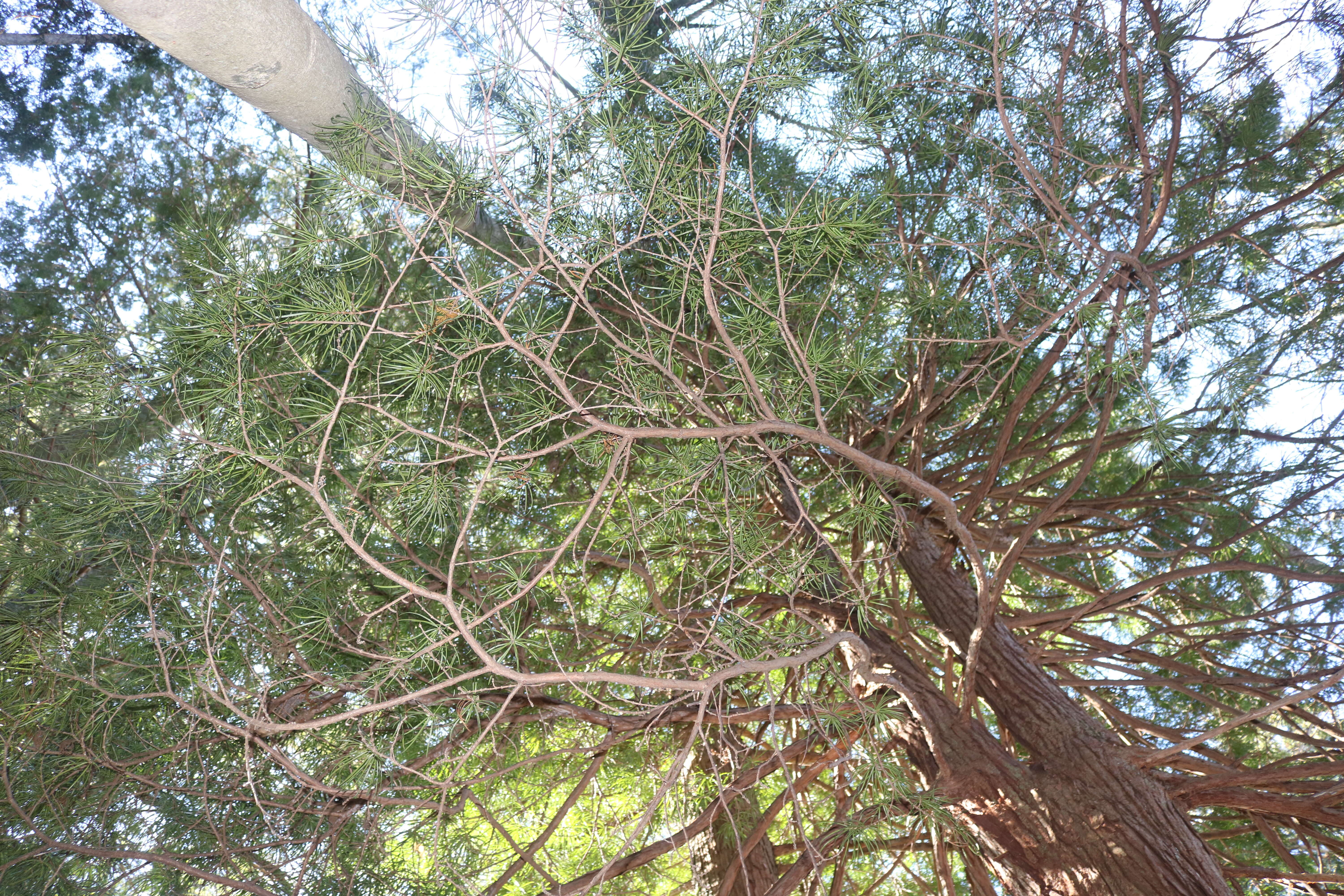 Image of umbrella-pine family